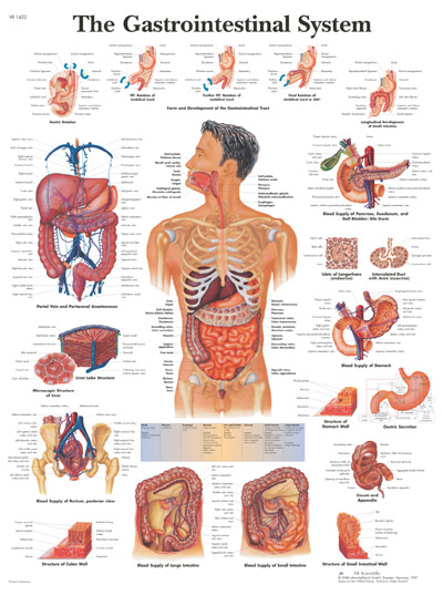 Anatomy Chart